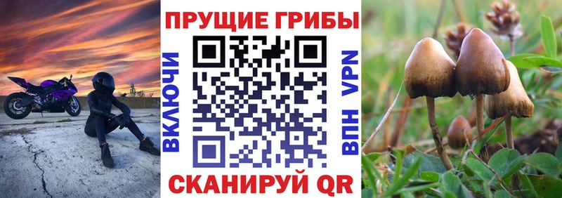 Галлюциногенные грибы мухоморы  Купить закладки  Ставрополь 